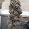 Venta de semillas feminizadas Golosa de Delicious Seeds 💜 Herbies