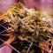 Acquista semi femminizzati Pineapple Glue di Advanced Seeds Organization