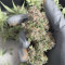 Cream Cookies Seeds - Cannabis Strain Seeds for Sale