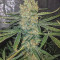 Gorilla (Gorilla Glue #4) จาก Expert Seeds