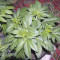 The Church Seeds