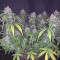 New York Diesel Auto (Expert Seeds) Seeds - Cannabis Strain Seeds for Sale