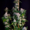 Vente de graines de cannabis Z Gorilla (Original Sensible Seeds)