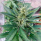 Bruce Banner Auto fem cannabis seeds for sale