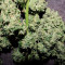 Achetez des graines féminisées Strawberry Cheesecake Auto par Barney's Farm