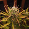 Strawberry Pie Seeds - Cannabis Strain Seeds for Sale