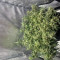Achetez des graines féminisées Grandmommy Purple par Herbies Seeds