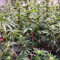 Achetez des graines féminisées Godzilla Original Glue GG#4 par Herbies Seeds