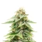 1-800-Cinderella-99 Seeds (Seedkeepers)