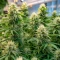 Auto Speed Haze Seeds
