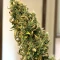 Auto White Widow XXL feminized seeds