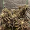 Banana Punch Feminized Seeds (Barney's Farm)