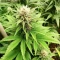 Big Bud Fast Version Seeds (Herbies Seeds)
