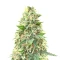 Big Bud Fast Version Seeds (Herbies Seeds)