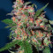 Bruce Banner #3 (Original Sensible Seeds)