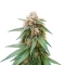 CR + feminized seeds