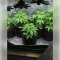 Fat Bastard Seeds