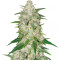 Fruity Juice regular (Sensi Seeds)