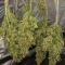 Green Gelato Automatic Seeds (Royal Queen Seeds)