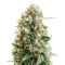 King’s Kush Auto CBD (GHS) Cannabis-Samen