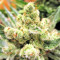 Graines de cannabis Malawi x PCK Regular (Ace Seeds)