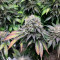 Mimosa EVO Seeds (Barney’s Farm)