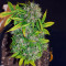 Northern Lights