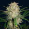 Original Auto Sour Diesel feminized seeds