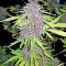 Pure Kush Seeds (Original Sensible Seeds)