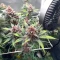 Graines féminisées de Purple Lemonade Poison Autoflower (Seedkeepers)