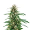 Santa Muerte Fast Seeds