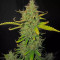 Graines de cannabis Shiva Blue regular (Xtreme Seeds)