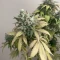 Skunk feminized seeds