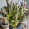 S.O.D.K Auto feminized seeds