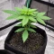 Strawberry Cough Auto Seeds