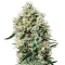 White Rhino Feminized Seeds