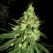 Lemon OG Kush Seeds