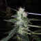 Amnesia Haze Auto strain