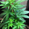 Auto Ghost OG Seeds