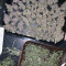 Auto Purple feminized seeds (Original Sensible Seeds)