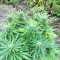 BCN Critical XXL