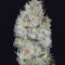 Big Bomb feminized seeds