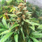 Semi Femminizzati Big Bud Auto (Herbies Seeds)