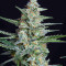 Buddha Vesta Auto Seeds