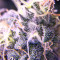 Chem Berry D semi regolari