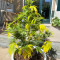 Guava Auto Feminized Seeds (Fast Buds)