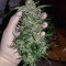 Girl Scout Cookies Auto (Garden Of Green)
