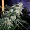 Gorilla Seeds (00 Seeds)