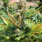 King Kong feminized seeds