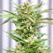 Mangobiche Kush Seeds